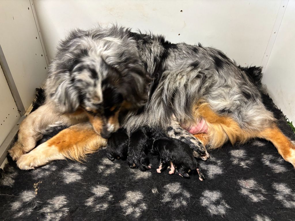 Chiot Berger Australien De La Foret Des Chenes Chantant