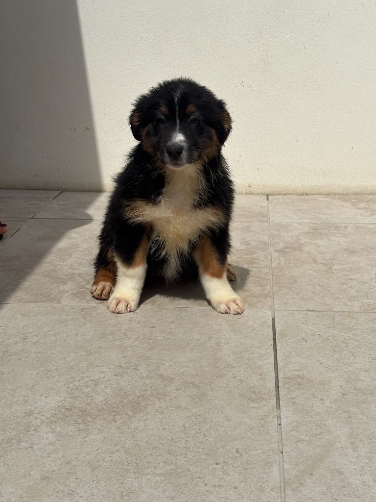 De La Foret Des Chenes Chantant - Chiots disponibles - Berger Australien