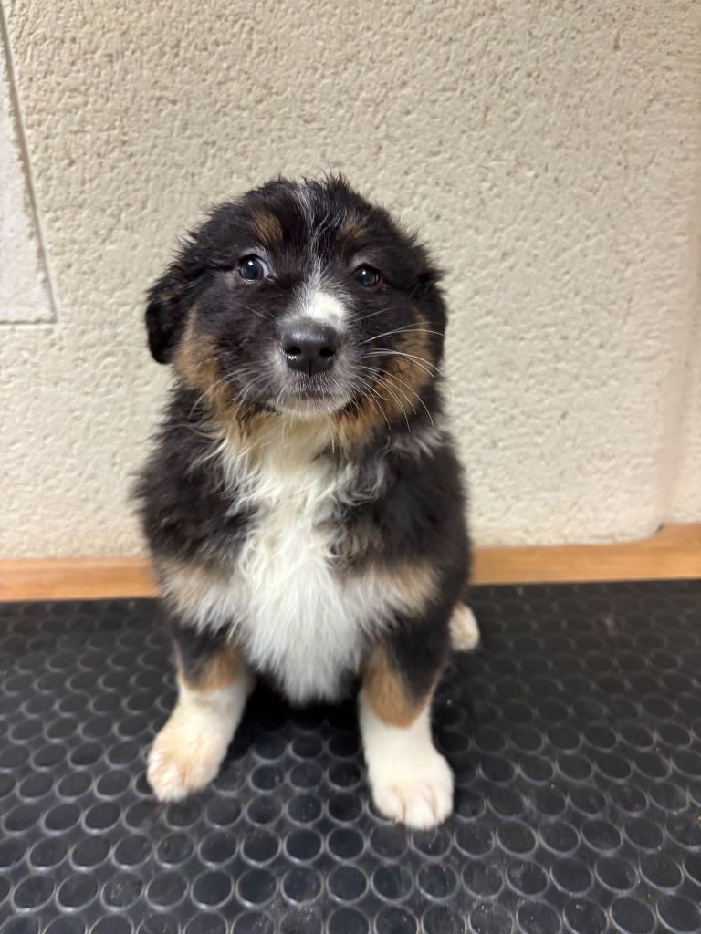 De La Foret Des Chenes Chantant - Chiots disponibles - Berger Australien