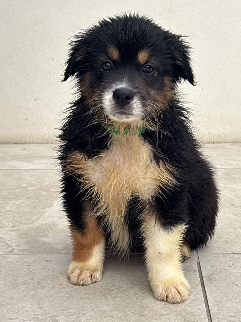 De La Foret Des Chenes Chantant - Chiots disponibles - Berger Australien