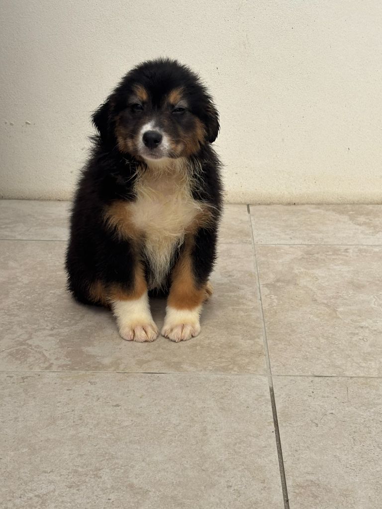 De La Foret Des Chenes Chantant - Chiots disponibles - Berger Australien