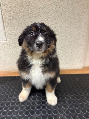CHIOT