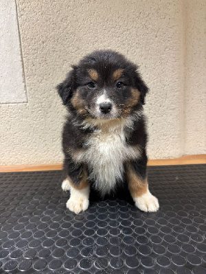 CHIOT