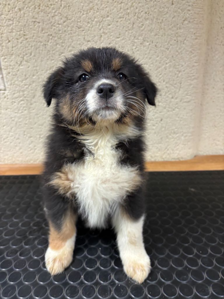 De La Foret Des Chenes Chantant - Chiots disponibles - Berger Australien
