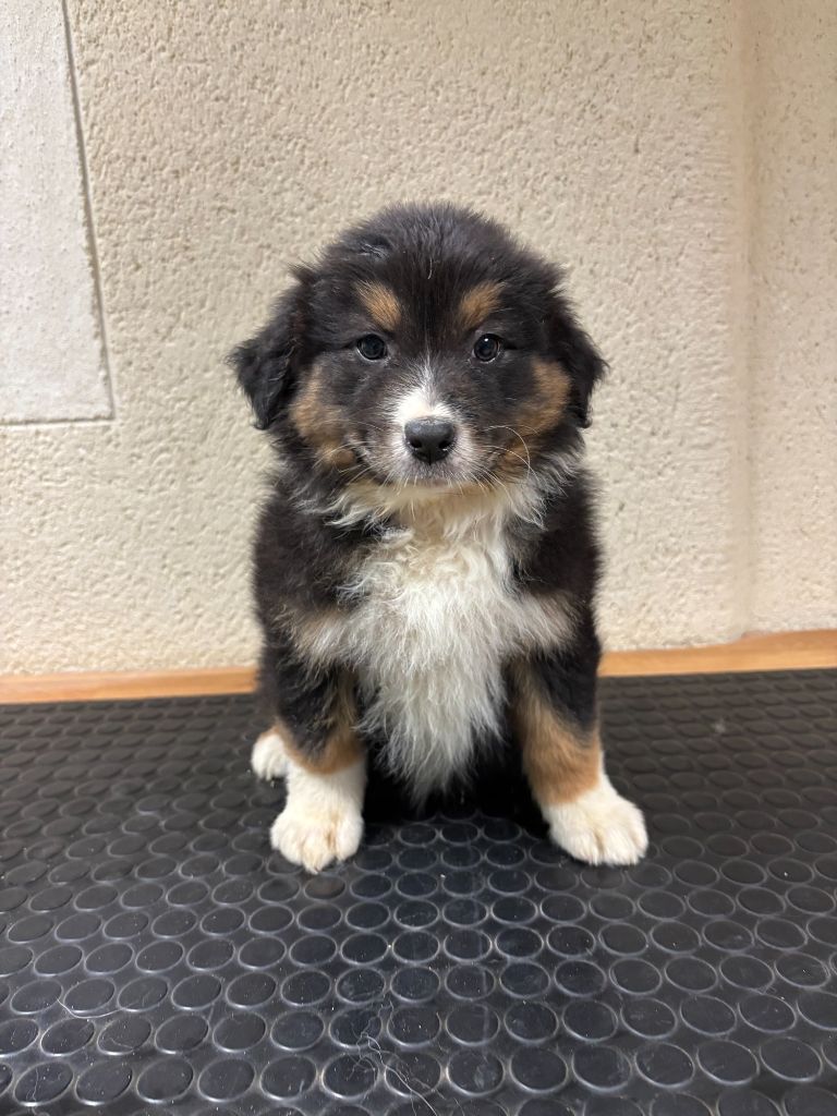 De La Foret Des Chenes Chantant - Chiots disponibles - Berger Australien